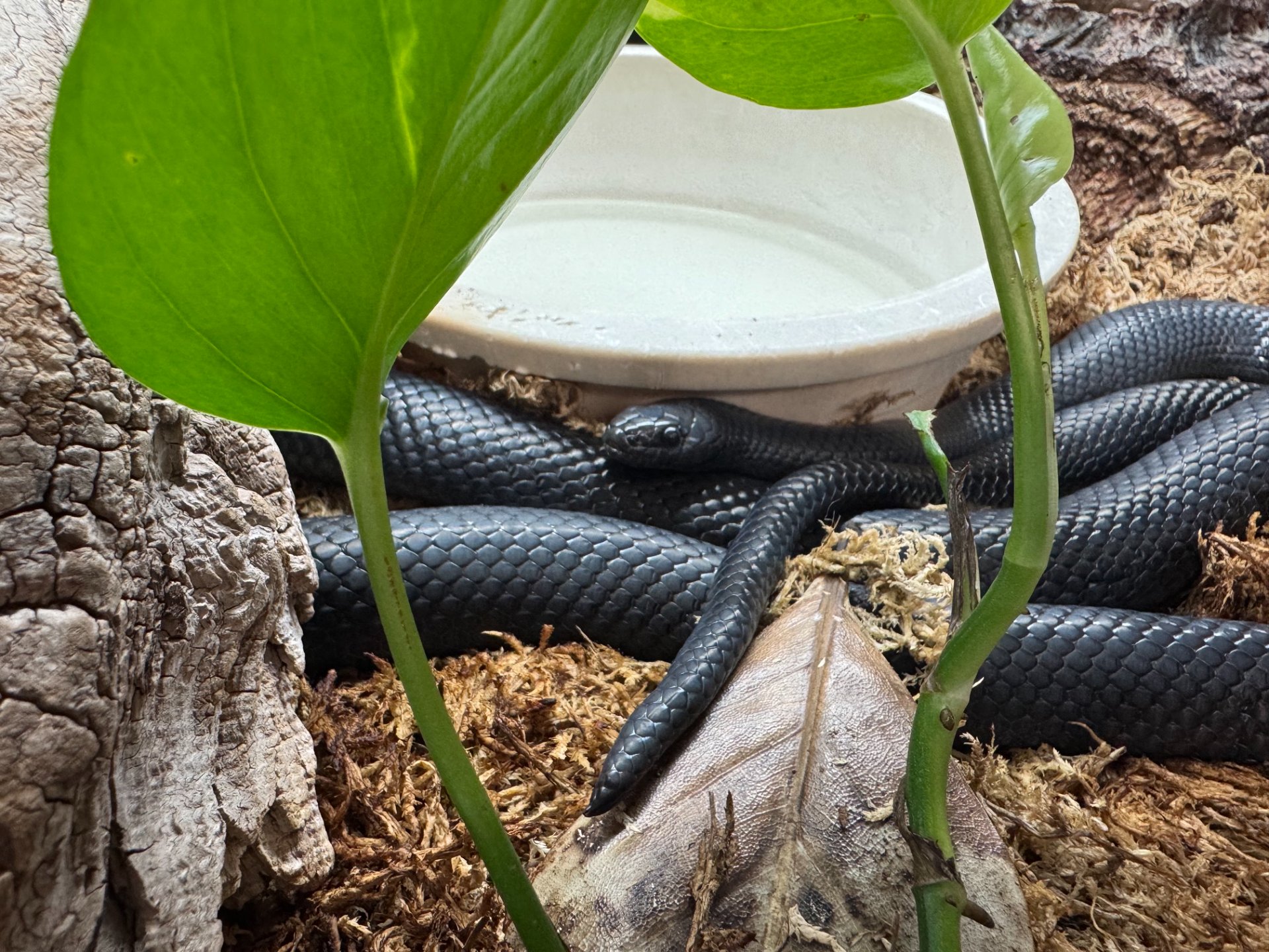 Acelera
