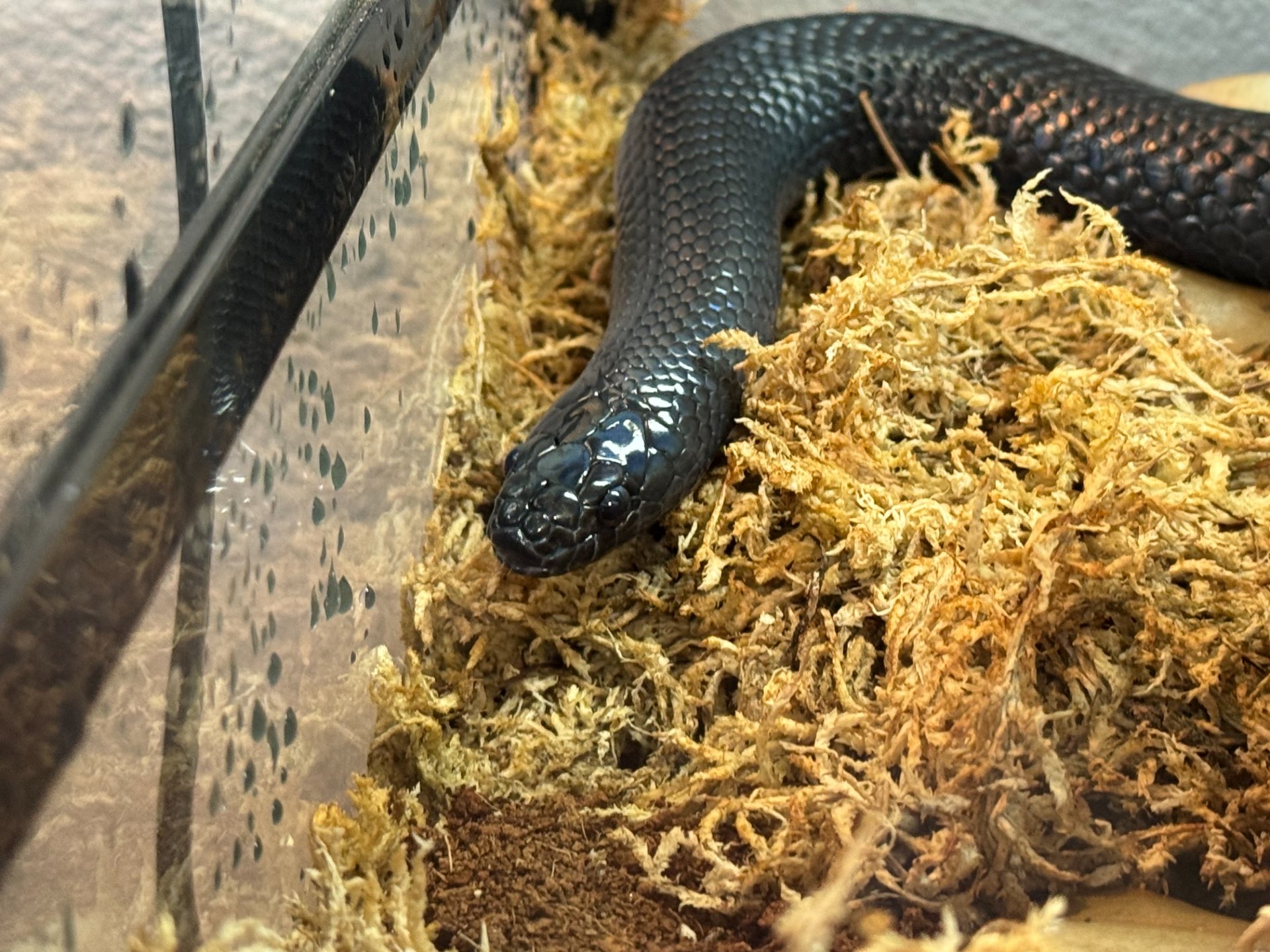 Acelera