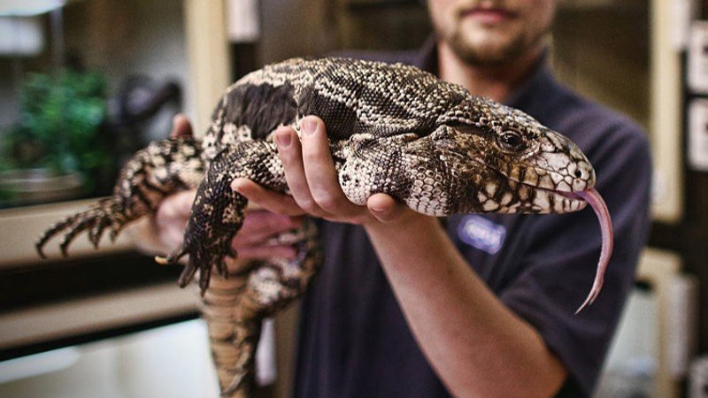 B/W Tegu Care Guide