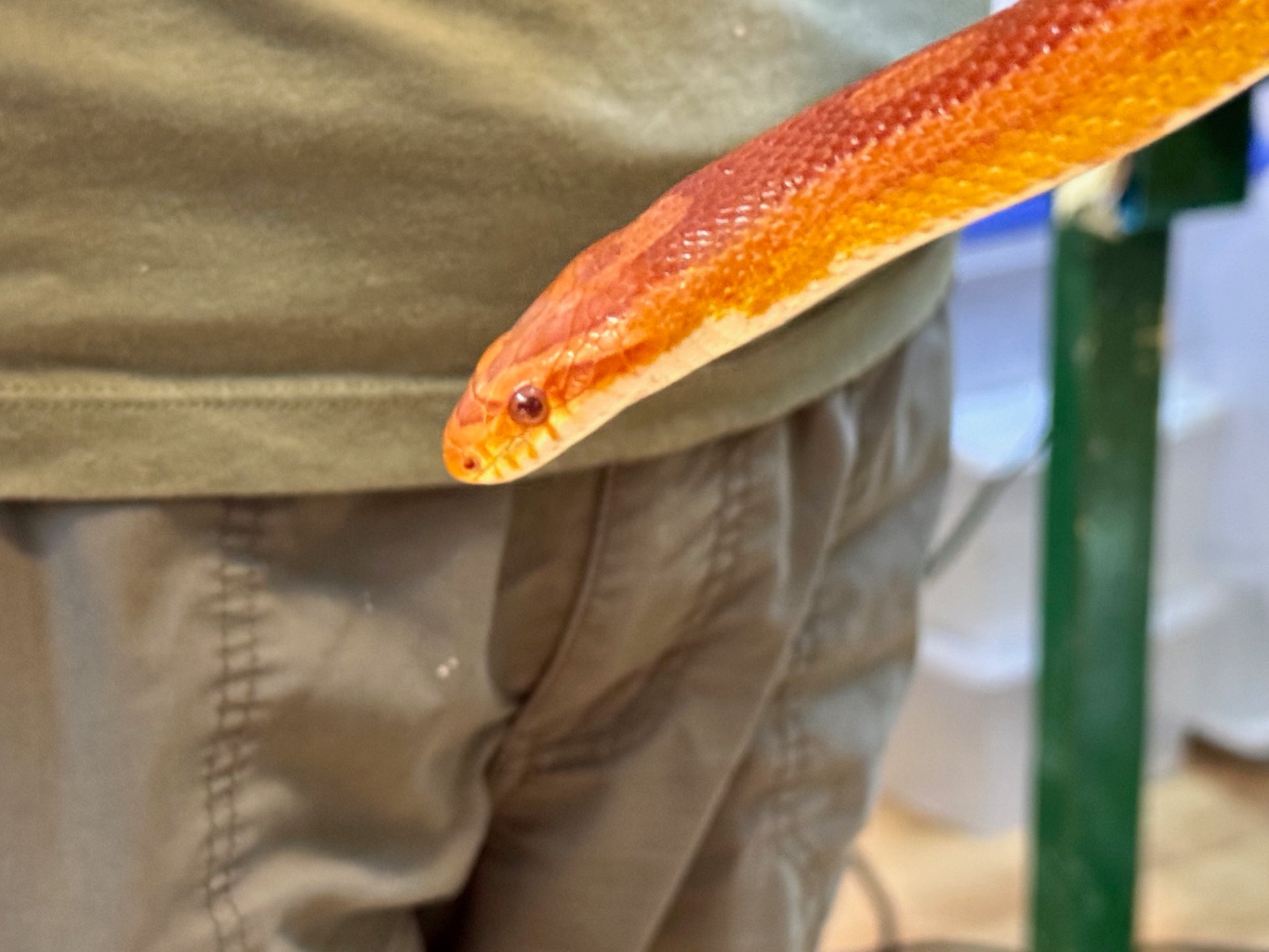 Corn Snake Care Guide
