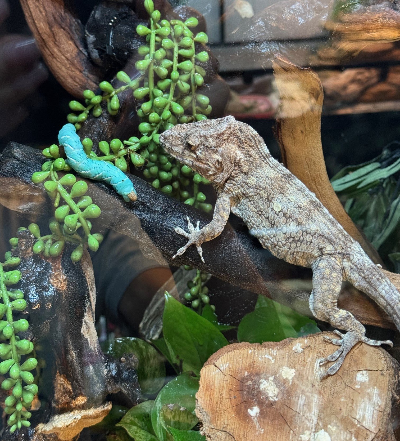 Western Bearded Anole/Cuban False Chameleon