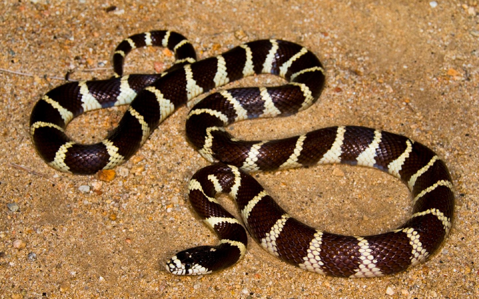 CA Kingsnake Care Guide