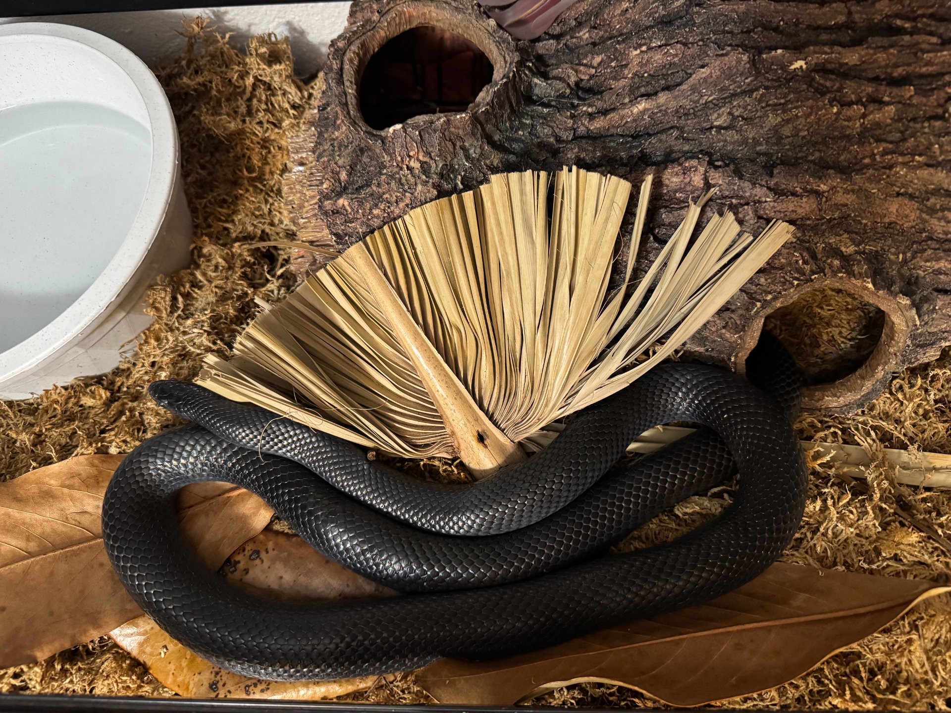 Black Milk Snake Care Guide