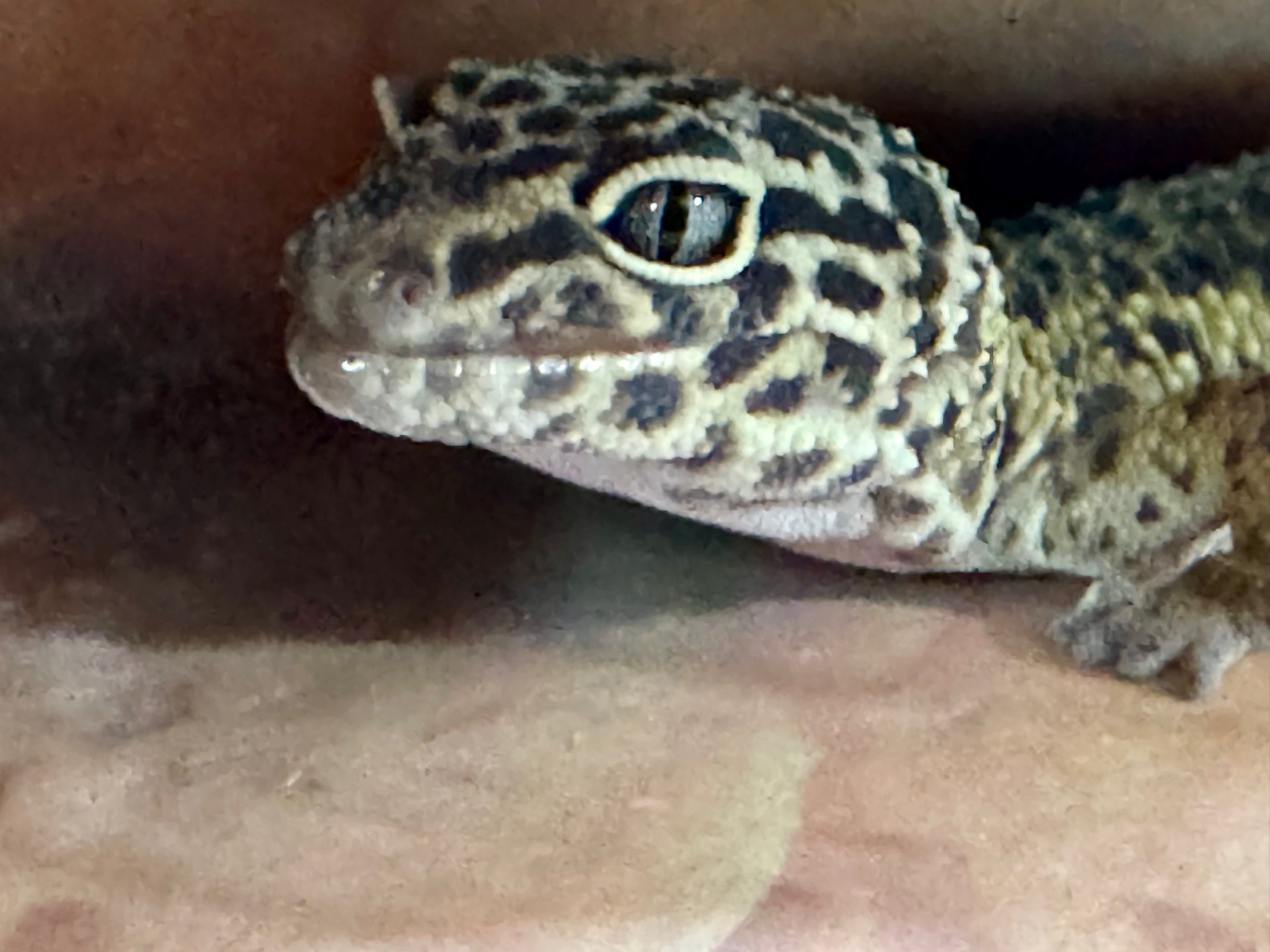 Leopard Gecko Care Guide