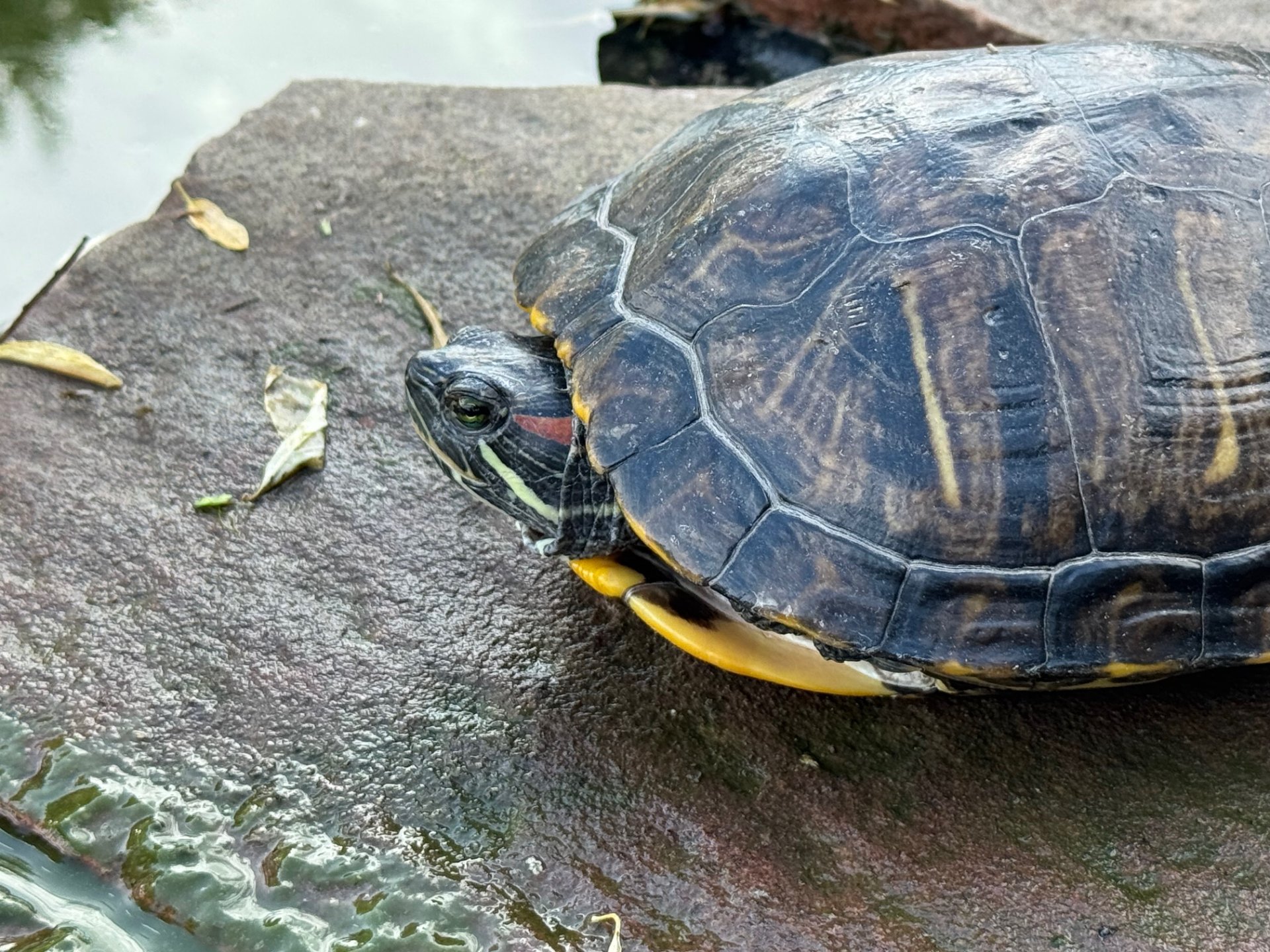 Red-Eared Slider Turtle Care
