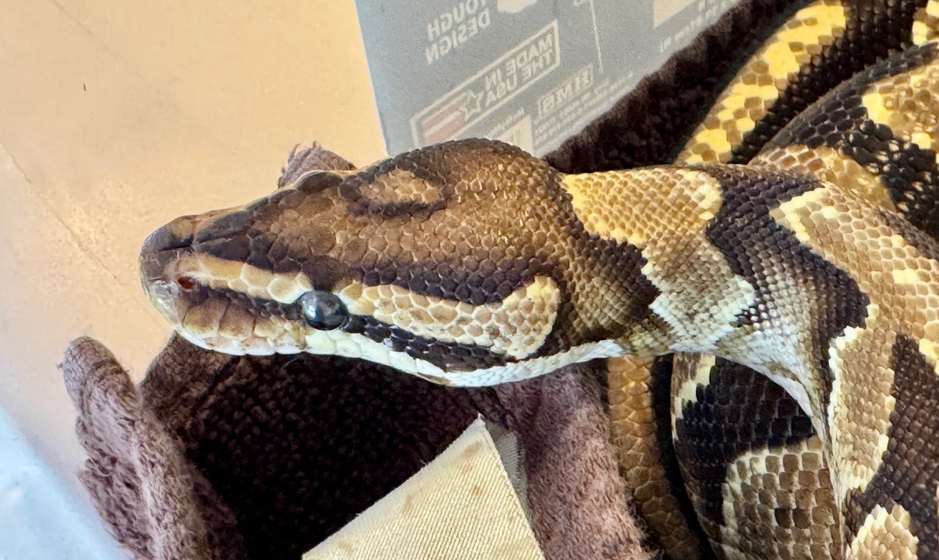 Ball Python Care Guide