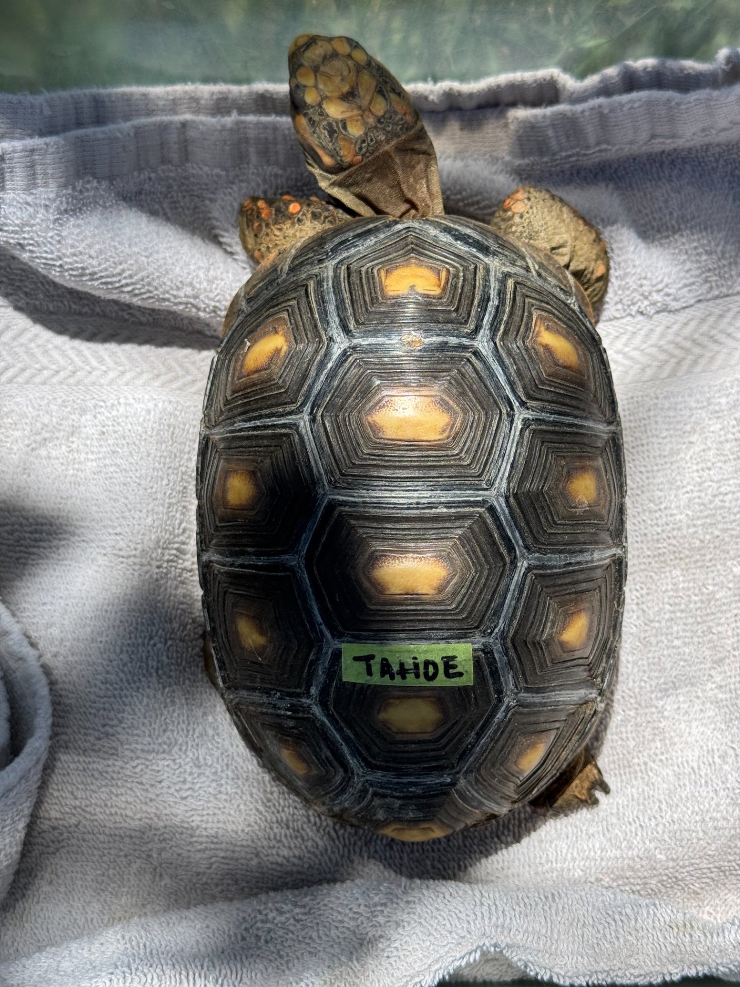 Red-foot Tortoise Care Guide