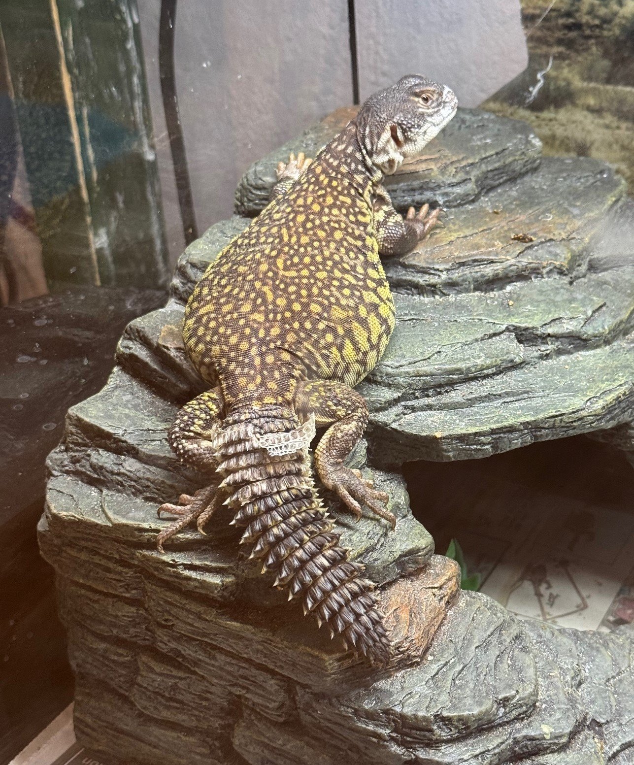 Uromastyx Care Guide