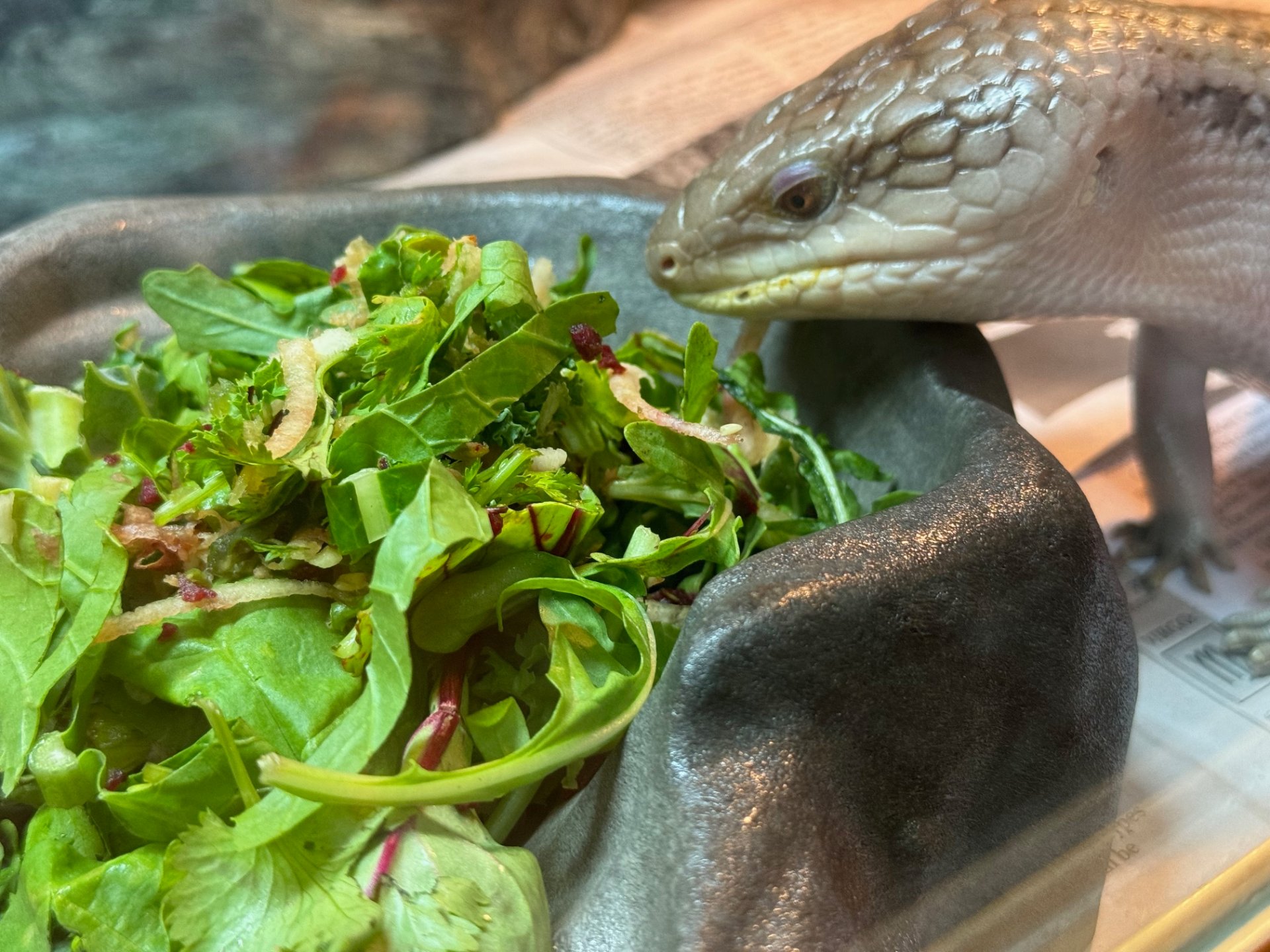 Blue Tongue Skink Care Guide