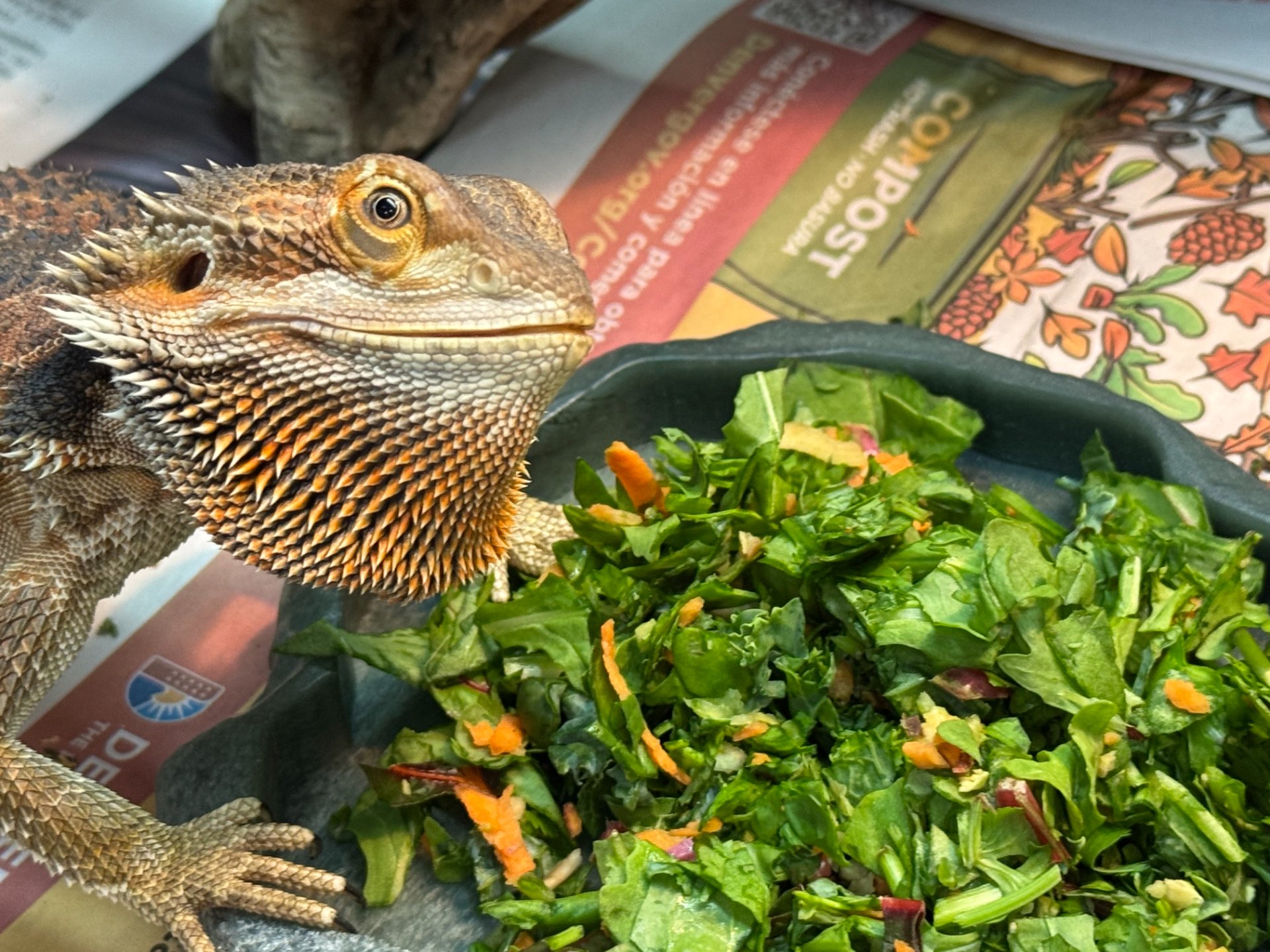 Bearded Dragon Care Guide