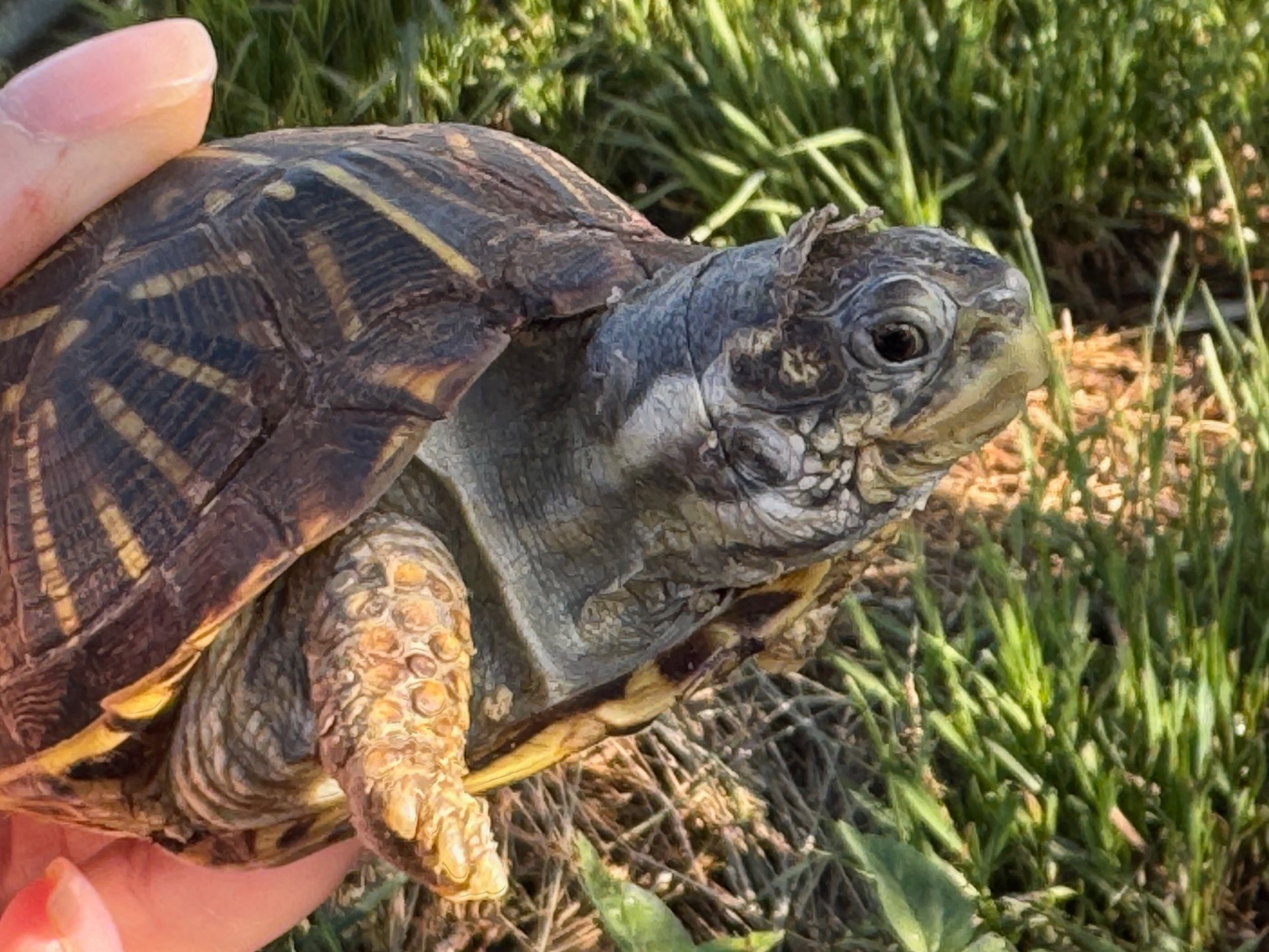 Box Turtle